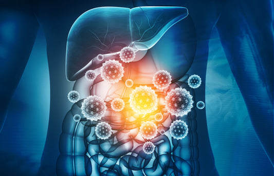 Immunoglobulins: Optimizing Immune and Digestive Function