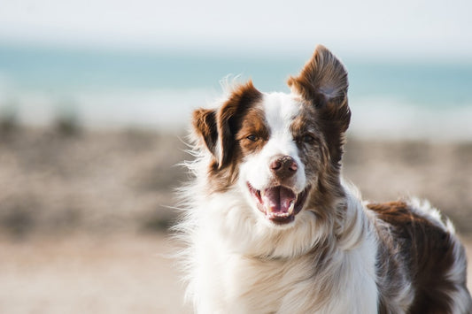 Support Your Health with a Pet