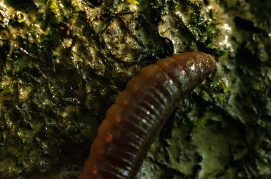 Have Rope Worms Invaded Your Gut?