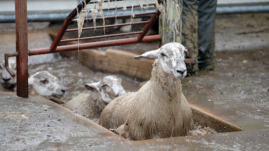 lanolin from sheep wool-non-vegan