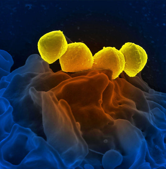 Vitamin D and Your Gut